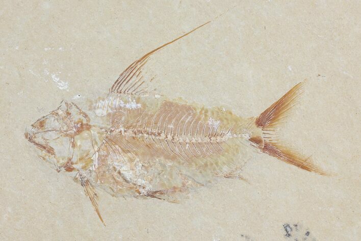 Cretaceous Fish (Nematonotus) Fossil - Lebanon #112659